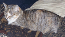 Purring Cat
