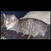 Purring Cat